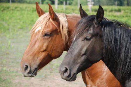 Through Equine Eyes Image
